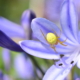 Gurkspindel på Afrikas blå lilja