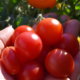 Goda små tomater