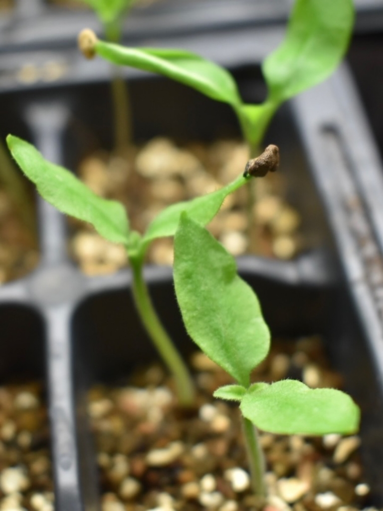 Rocoto Arequipa Giant - Camillas Trädgård